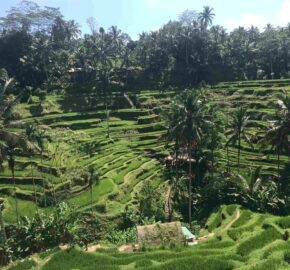 Rice fields in Bali, Indonesia