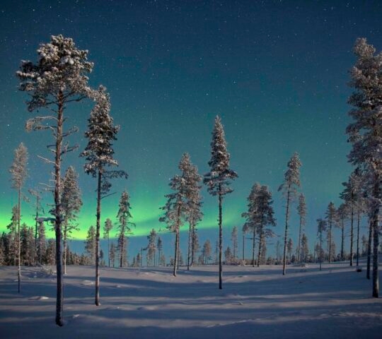 Pine trees in Swedish Lapland on the border of Finland and Norway in Arctic Scandinavia.