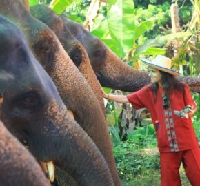 A row of elephants with caretakers in a lush setting.