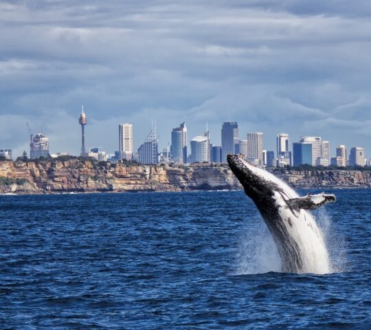 Whale breaching before a city skyline and cliff coast.