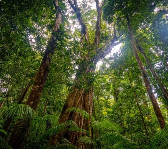 Lush rainforest with towering trees and dense fern undergrowth.