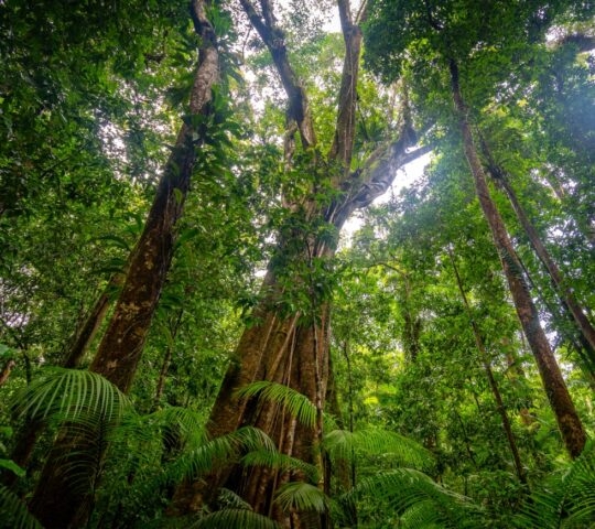 Lush rainforest with towering trees and dense fern undergrowth.
