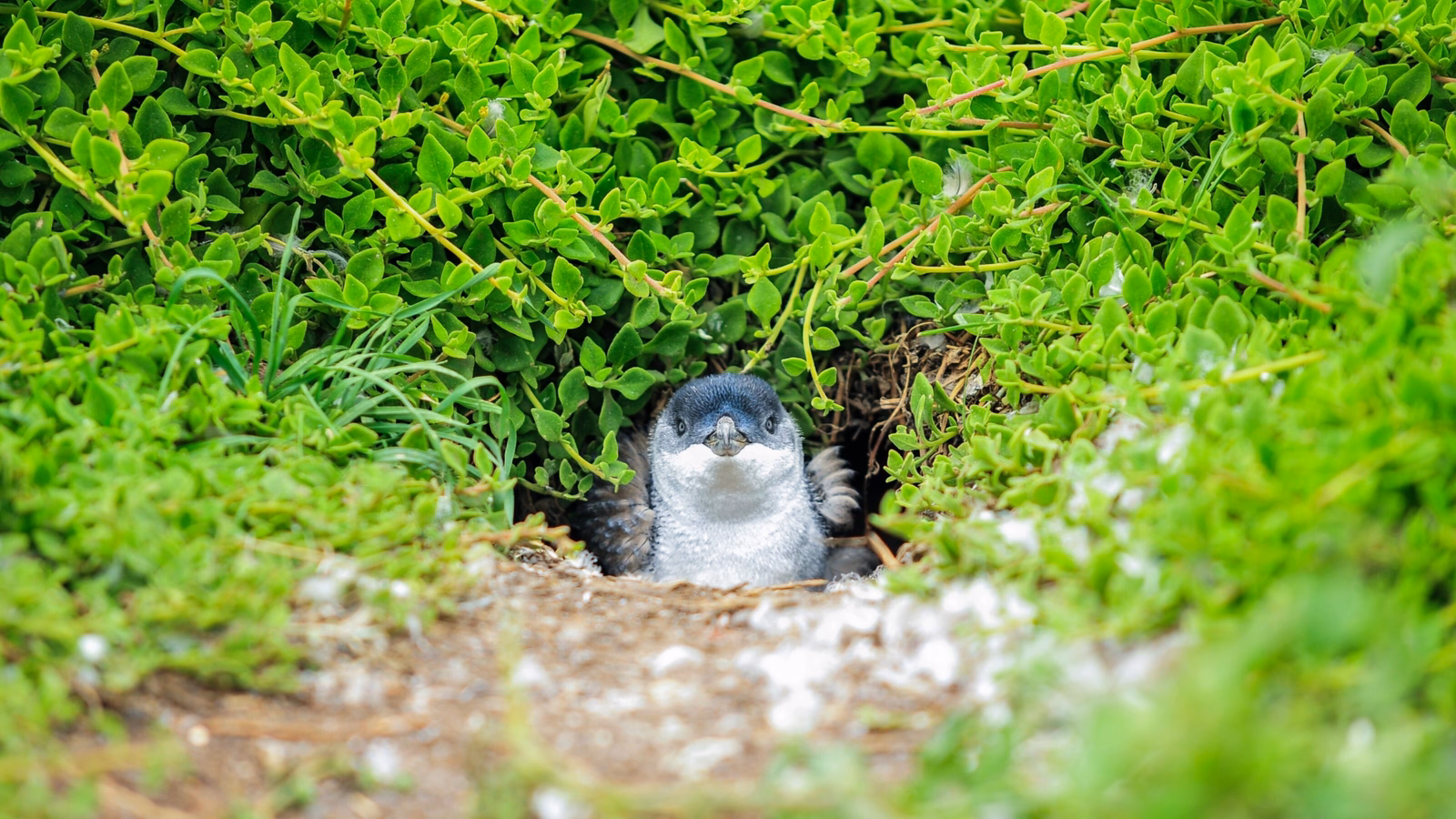 A penguin chick peeking out from its burrow in dense green shrubbery.