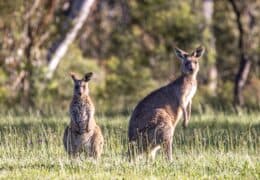 A Family Discovery of Australia