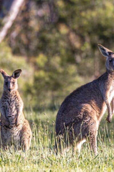 A Family Discovery of Australia