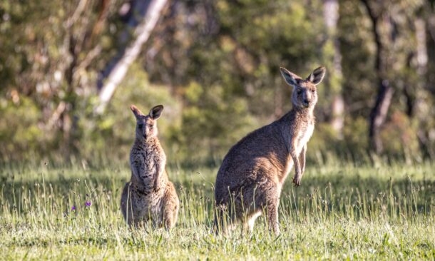 A Family Discovery of Australia