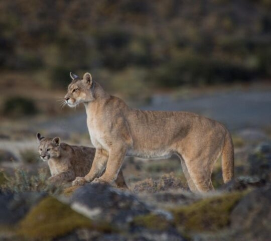 Puma in Torres del Paine national park