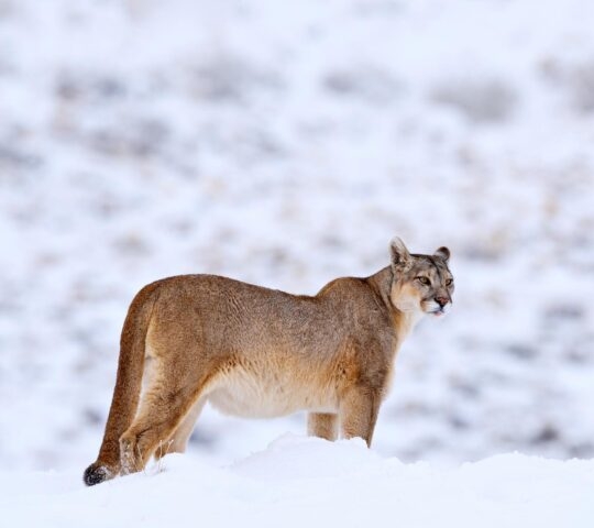 Puma in the snow in Torres del Paine national park
