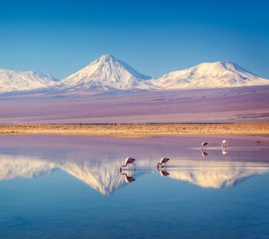 Flamingos in a brightly coloured lake in the Atacama Desert