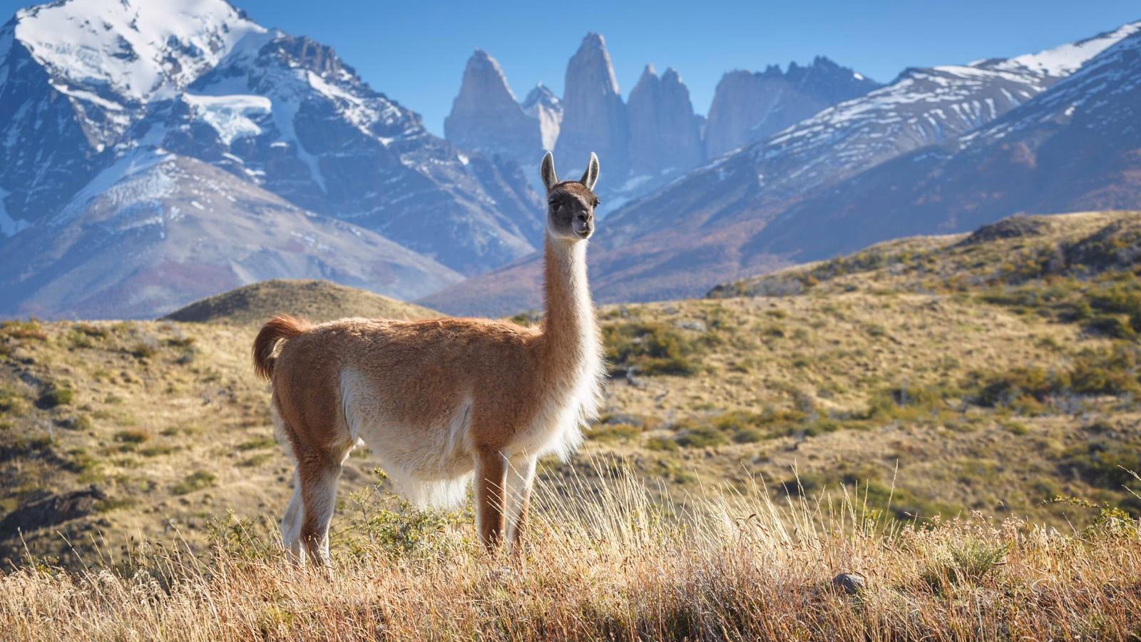 Guanaco in National Park Torres del Paine, Patagonia, Chile