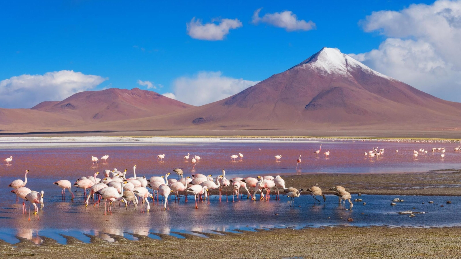 Flamingos in a coloured lagoon in the Atacama desert