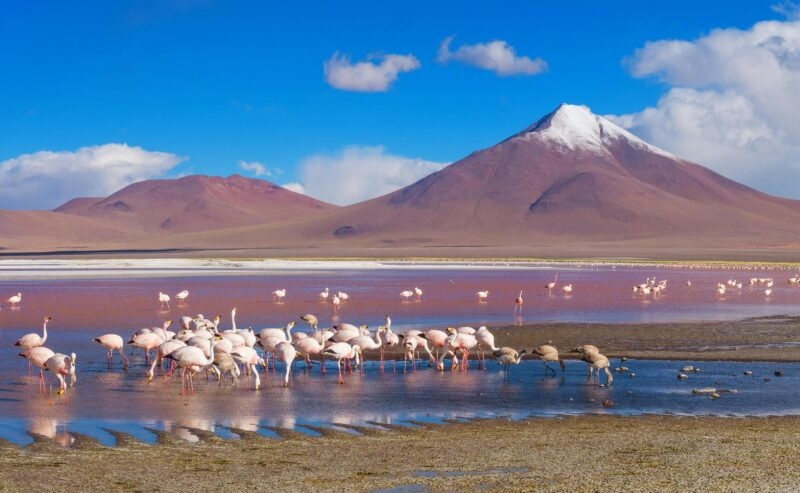 Flamingos in a coloured lagoon in the Atacama desert