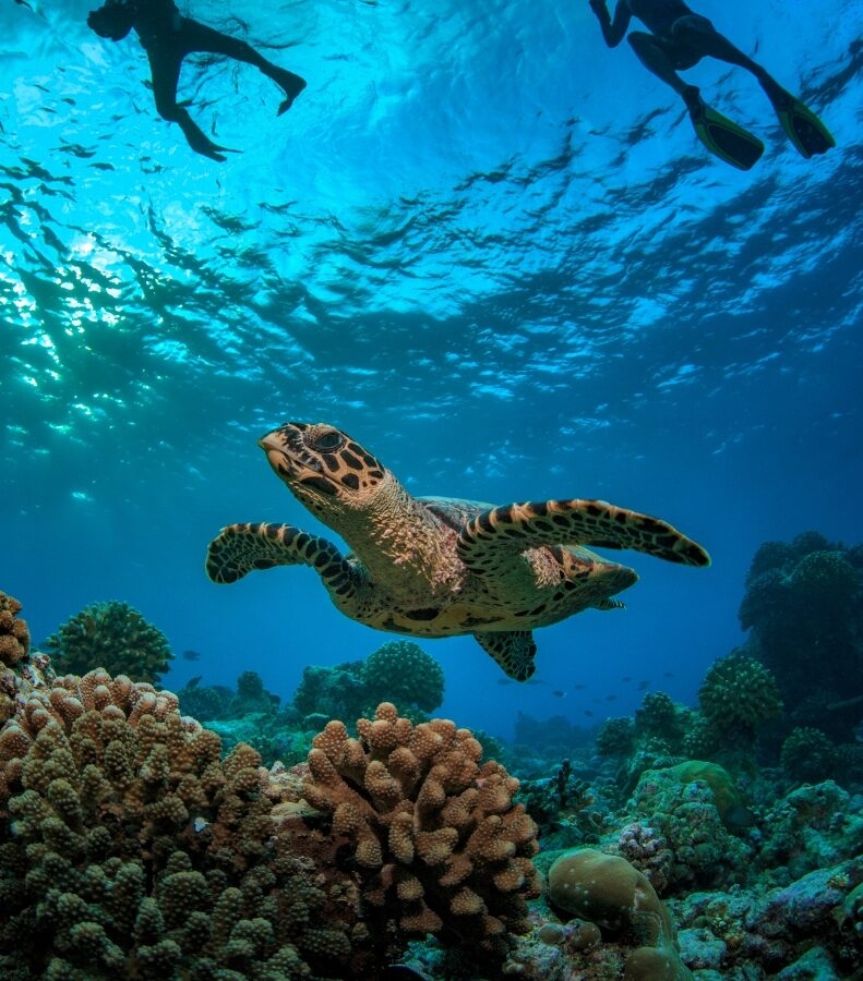 A hawksbill sea turtle swims near coral reefs in clear blue water on luxury Malaysia holidays.