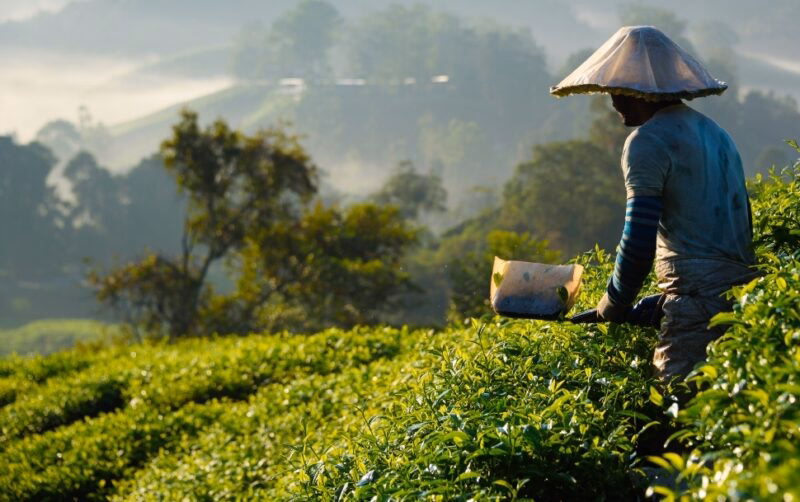 A worker harvests tea leaves in a rolling green tea plantation during luxury Malaysia vacations.