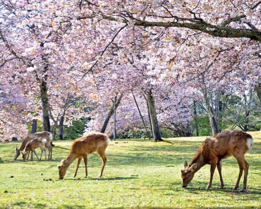 Deer grazing under blossoming cherry trees in a serene park setting.