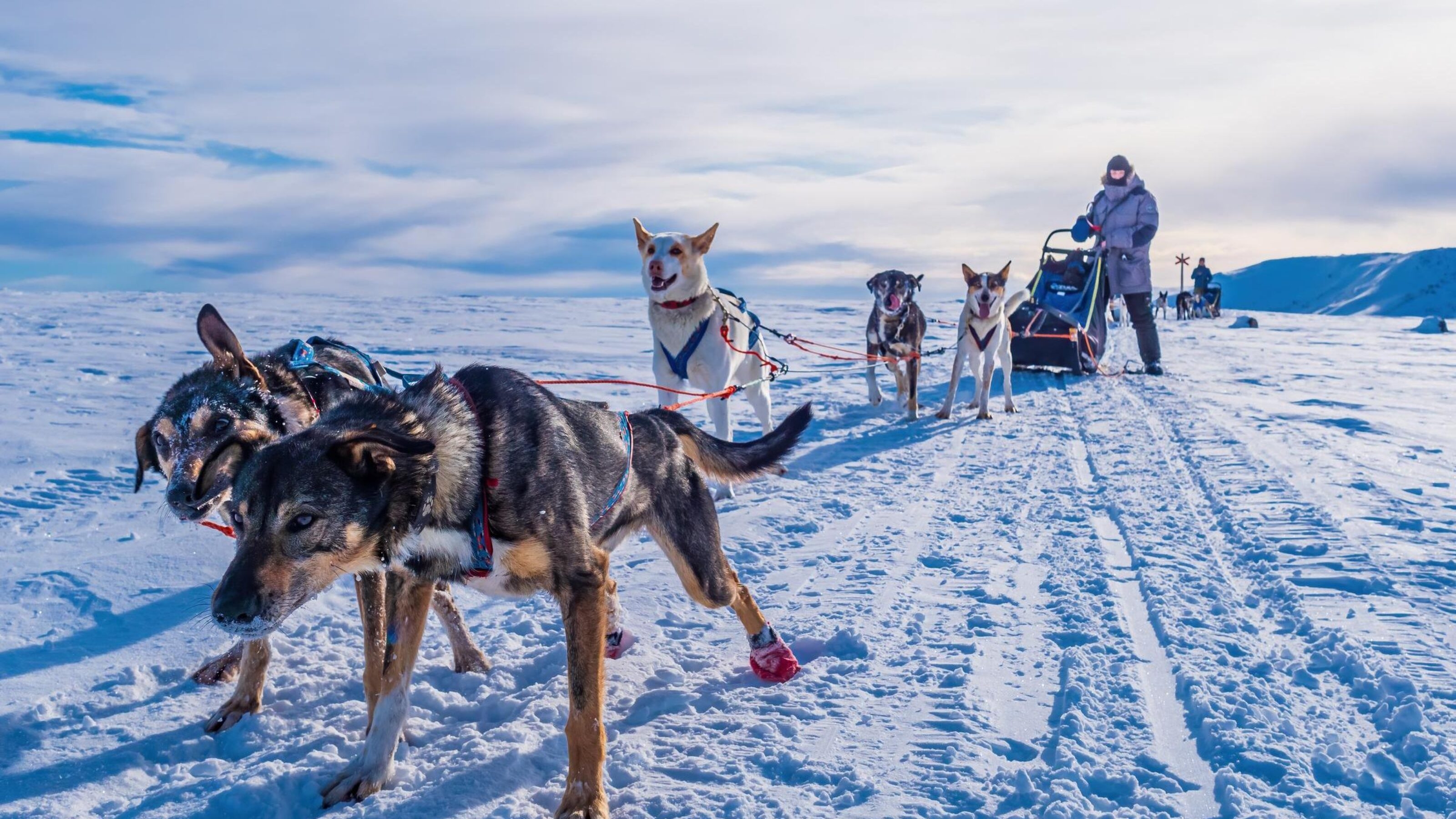 Husky sled dogs ready to go sledding, Sweden