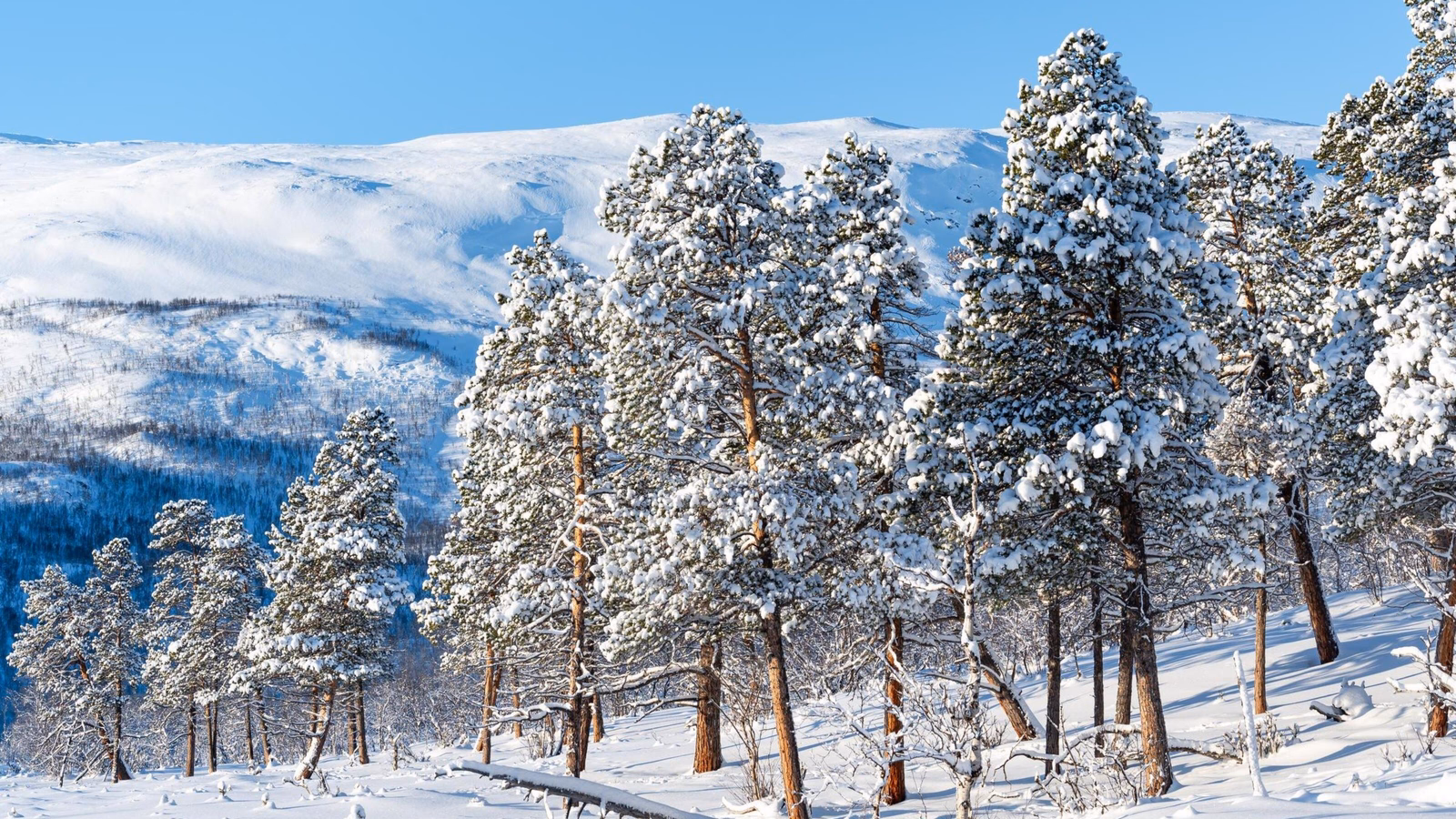 Beautiful snowy trees at Swedish Lapland.