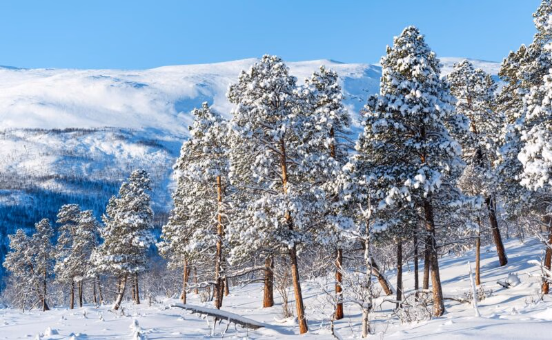 Beautiful snowy trees at Swedish Lapland.