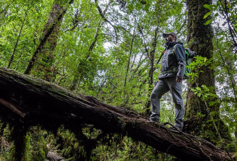 Tourist standing on a fallen tree on a trail in the mountains of chilean patagonia