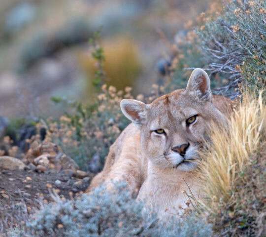 A mountain lion rests among brush, calmly gazing at the camera.