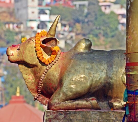 Golden cow statue at Bindhyabasini temple Pokhara, Nepal