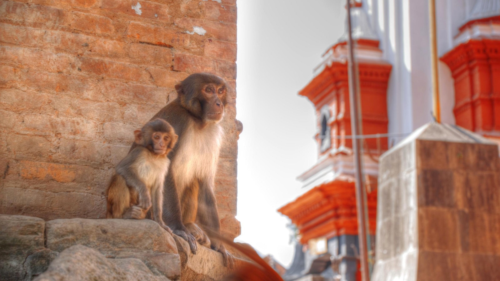 Two monkeys sitting on stone steps beside a brick wall, with temple architecture in the background.