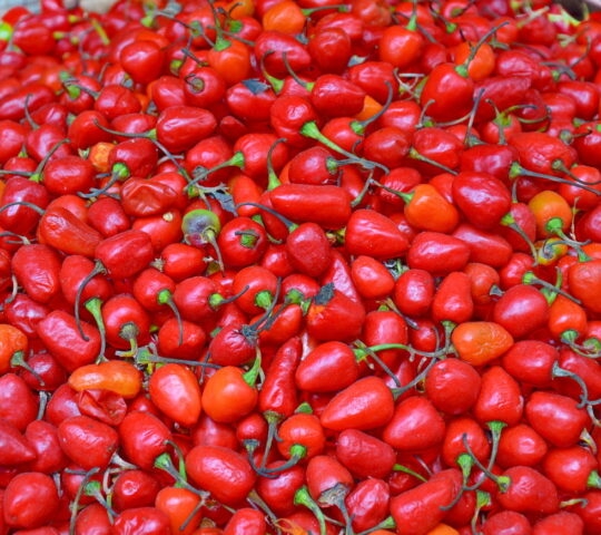Hot Chillies Kathmandu Bazar Vegetable market