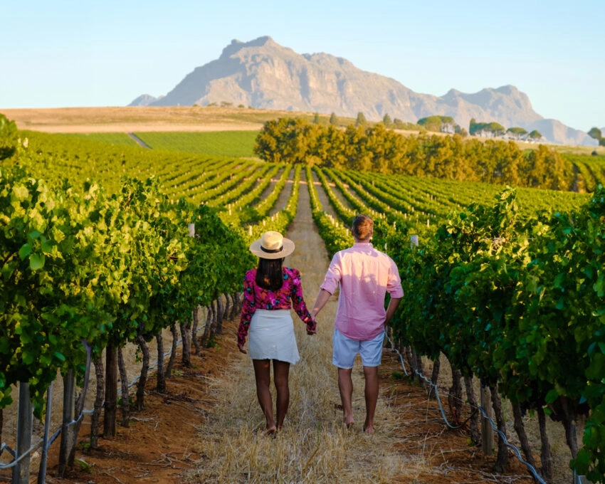 Vineyard landscape at sunset with mountains in Stellenbosch Cape Town South Africa. wine grapes on the vine in a vineyard, a couple man and woman walking in a Vineyard in Stellenbosch