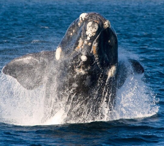 a southern right whale breaching the water in Peninsula Valdes, Argentina