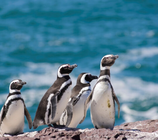 Penguins in Peninsula Valdes, Argentina