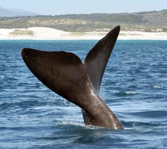 The tail fin of a southern right whale coming out of the ocean