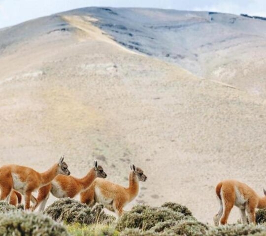 Guanacos grazing on the Patagonian Steppe