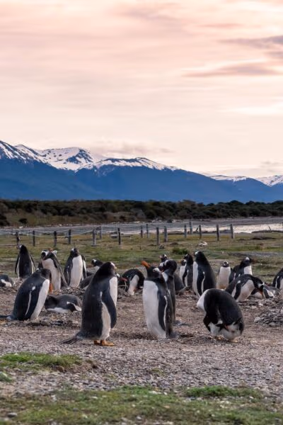 Argentina and Chile Wildlife Explorer