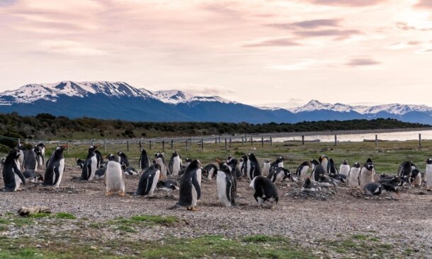Argentina and Chile Wildlife Explorer