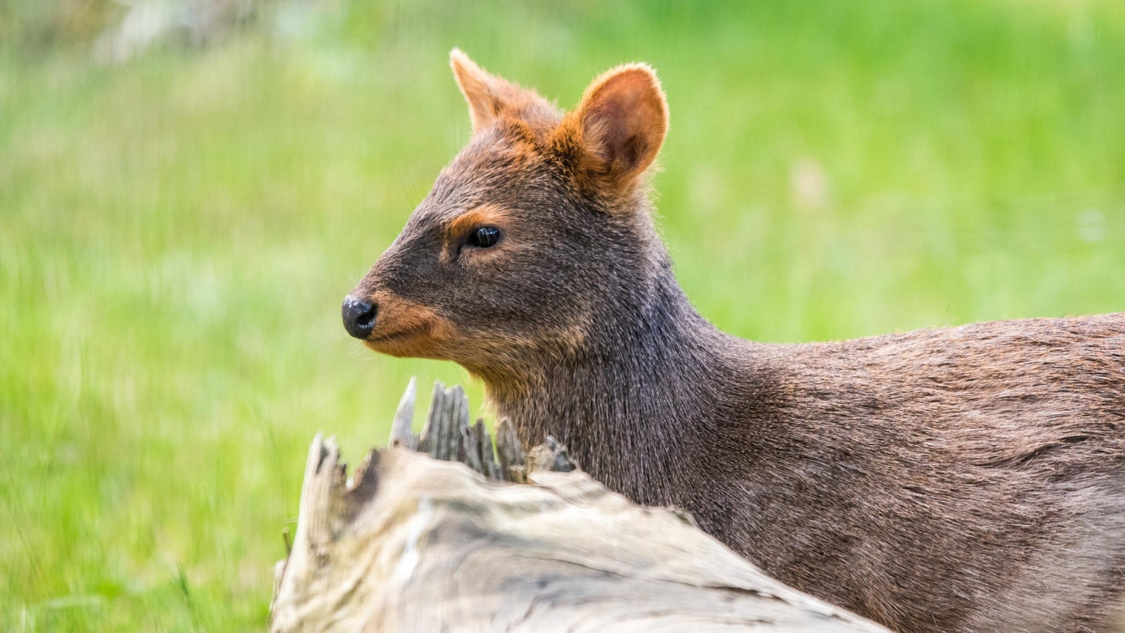 A close-up of a brown deer-like animal against a soft-focus green background.
