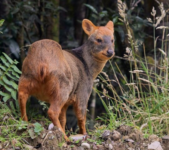 A pudu deer in Chile