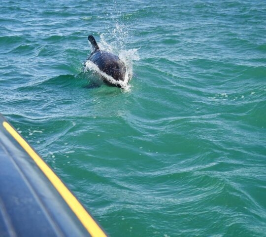 Peales dolphins off the Patagonian coast