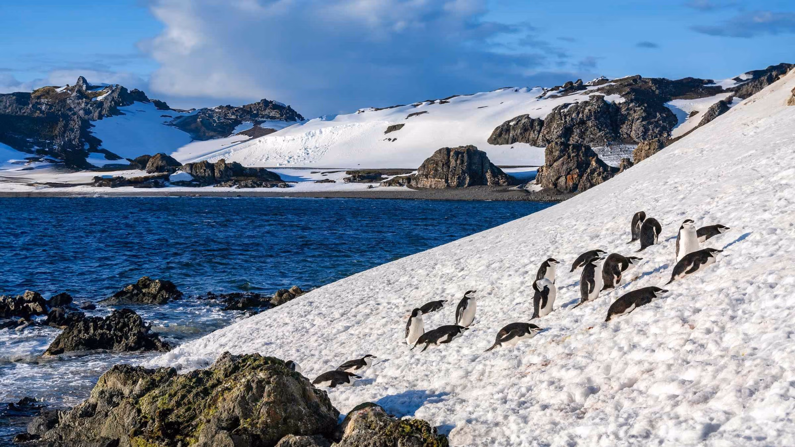 Chinstrap Penguins - South Shetland Islands - Antarctica
