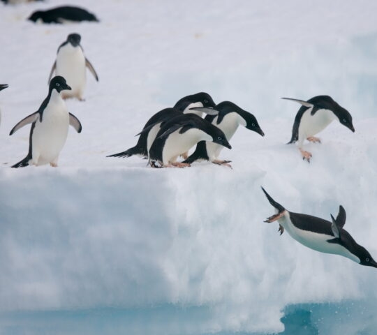 Adelie penguins fly off of an iceberg in Antarctica