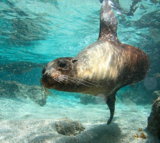 A sea lion swimming underwater during positive impact tours.