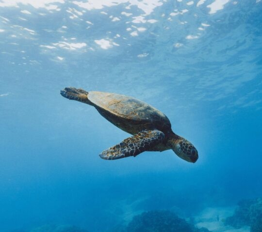 A sea turtle swimming through blue water on positive impact trips.
