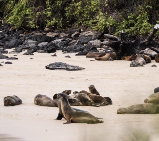 Sea lions on the beach of Santa Fe in the Galapagos islands