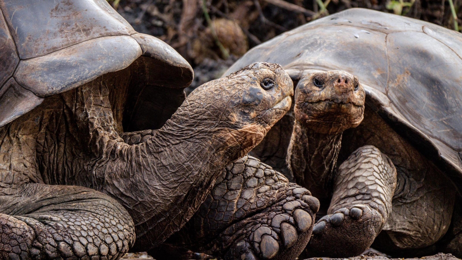 Two giant tortoises facing each other with textured skin and shells.