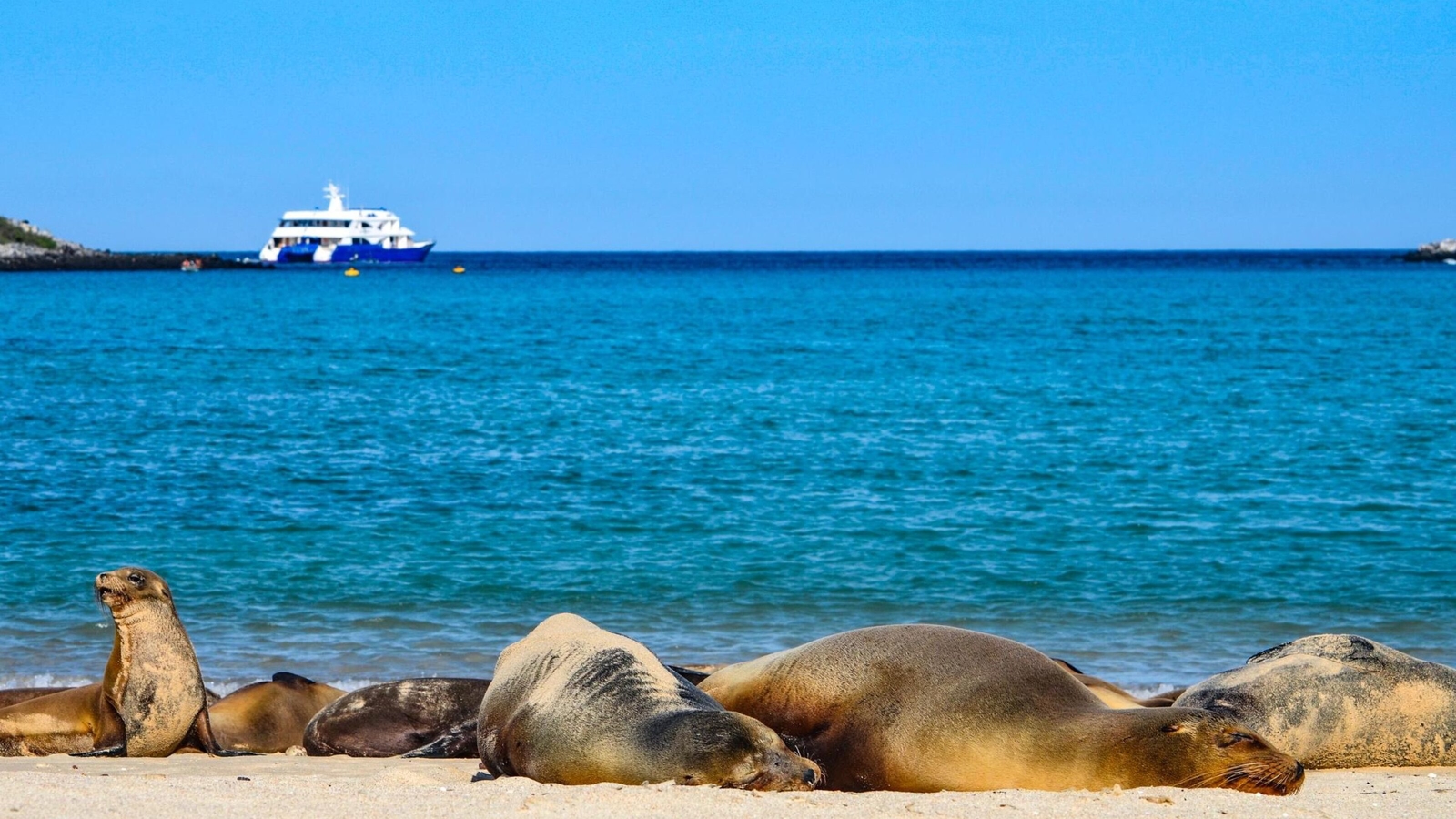 Sea lions on the beach of Santa Fe, Galapagos
