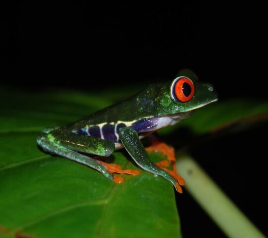 A red-eyed tree frog perched on a green leaf against a dark background.