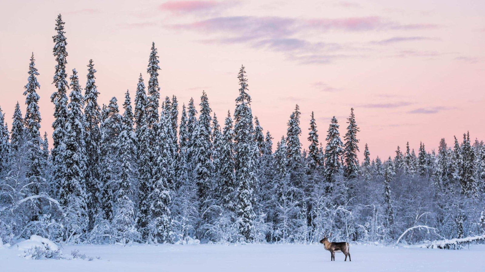 Reindeer in snow with pine forests and sunset sky