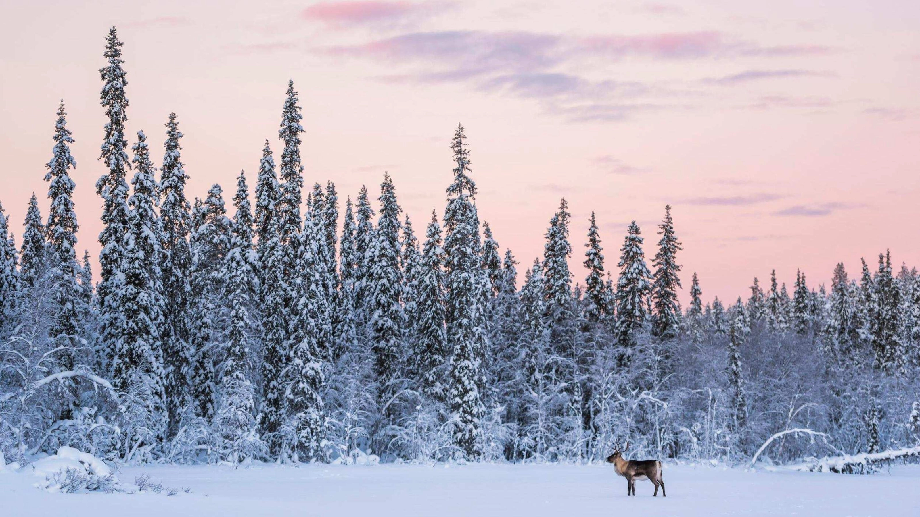 Reindeer in snow with pine forests and sunset sky