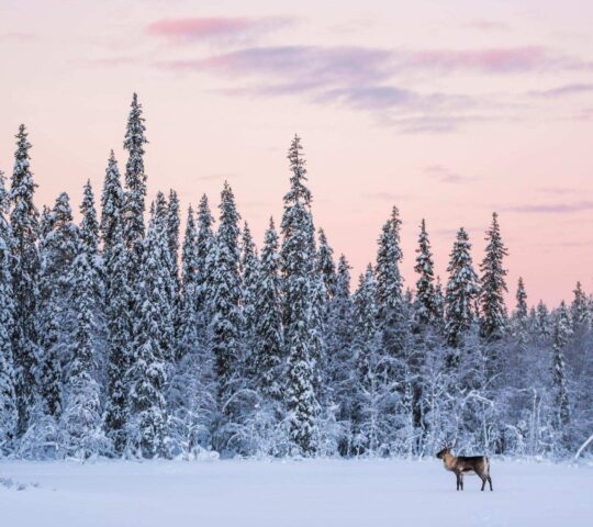 Reindeer in snow with pine forests and sunset sky