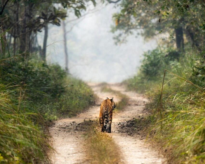 A tiger walks away on a misty forest path surrounded by greenery.