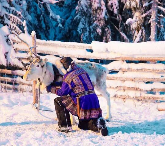 Man in Saami traditional garments tending to a Reindeer